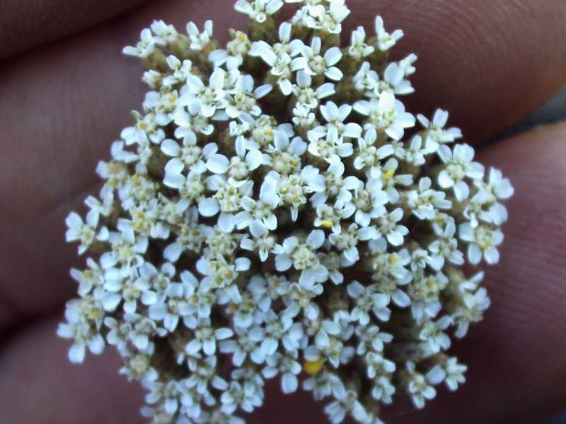 Achillea ligustica